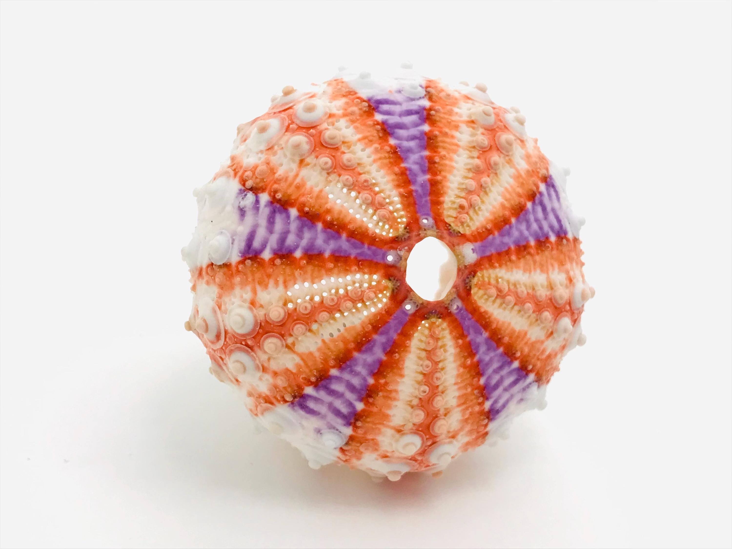 Coelopleurus Maillardi - Orange-purple Sea Urchin - Small Sea