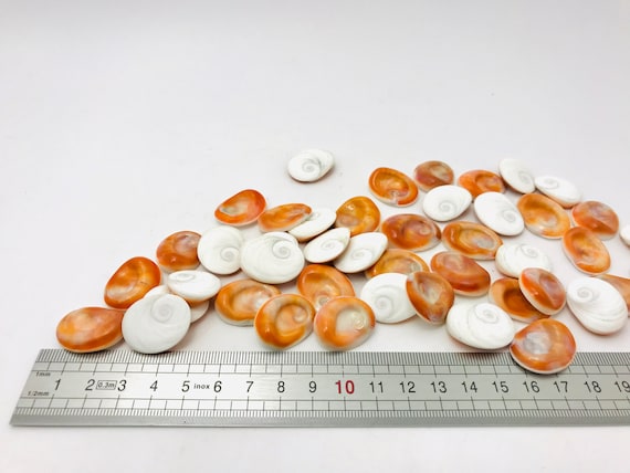 大きな螺旋状の美しいオレンジ色の貝殻長さ約17cm 大きな螺旋状の