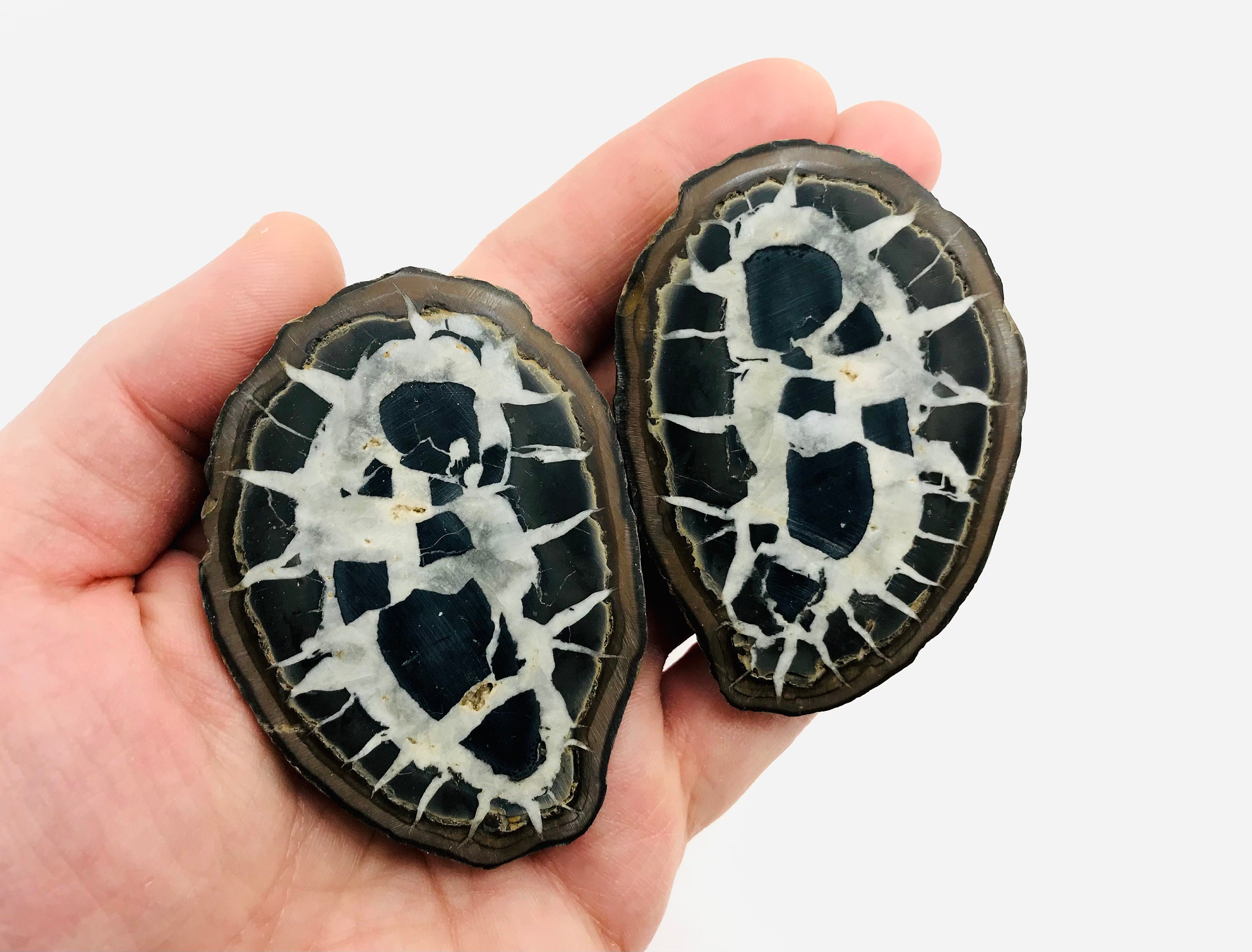 Septaria, Pierre de Dragon, Nodule Septaria, Paire Minéraux, Cabinet Curiosité, Lithothérapie, Septa