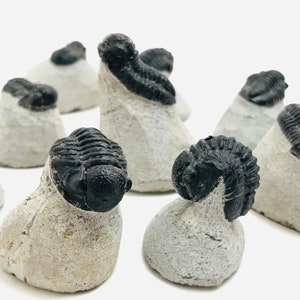 Facopi trilobiti, fossile su ganga, Trilobite Marocco, gabinetto delle curiosità, fossile trilobite devoniano, collezione di fossili, minerali