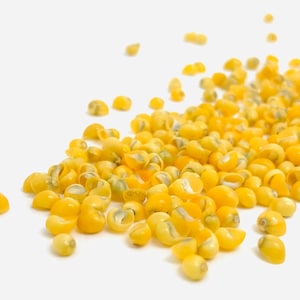 Shell, tiny shell, yellow shell, creative leisure shell, jewelry shell, real shell, shell decoration