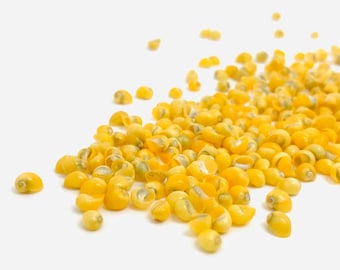 Shell, tiny shell, yellow shell, creative leisure shell, jewelry shell, real shell, shell decoration