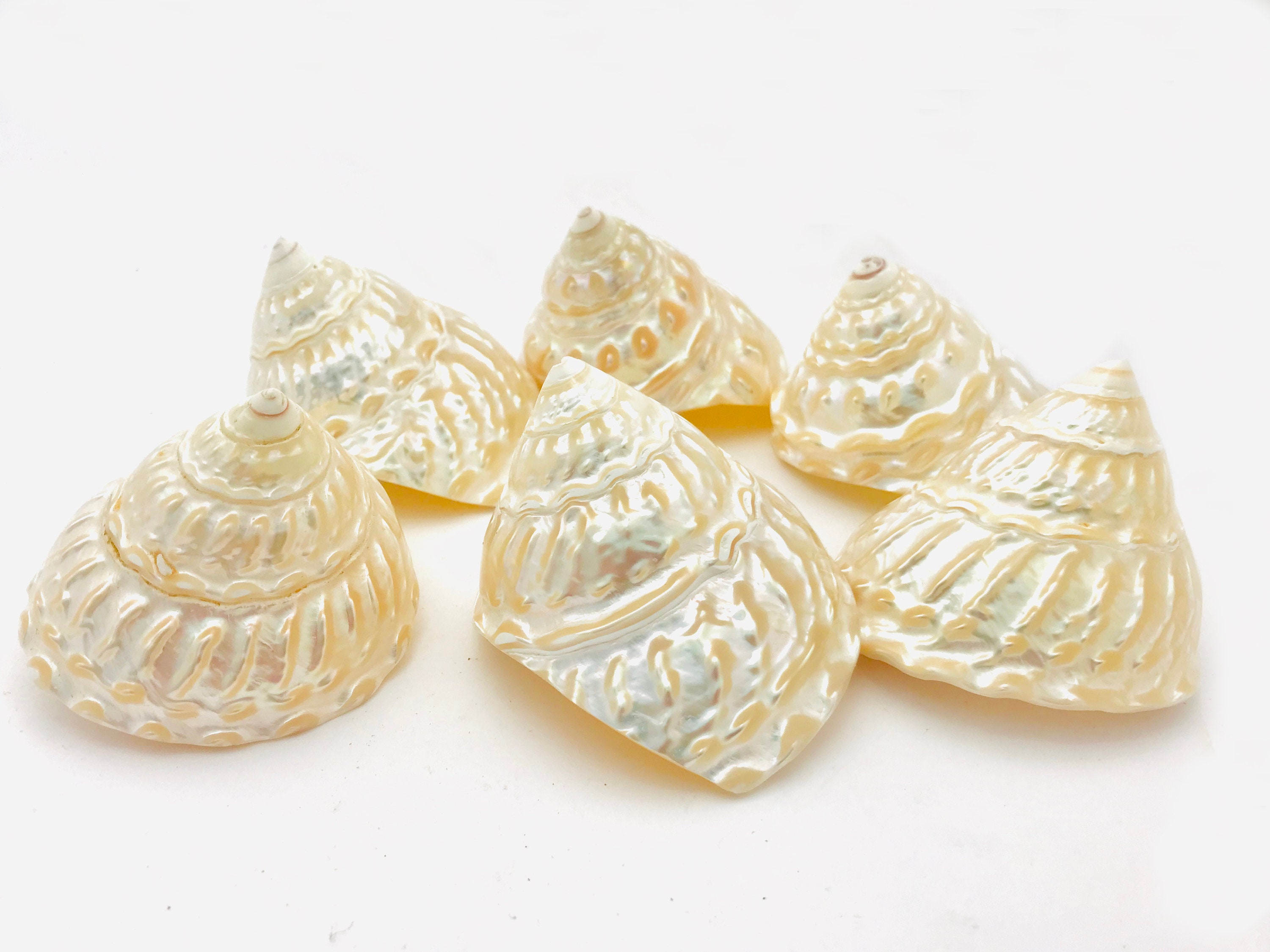 Coquillage Nacré, Astrea Undosa, Cabinet de Curiosité, Grand Coquillage, Nacre, Décoration Taxidermi