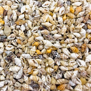 Peut inclure: Une grande collection de petites coquillages de différentes nuances de blanc, brun et noir. Les coquillages sont de formes et de tailles variées, et certains présentent des motifs complexes.