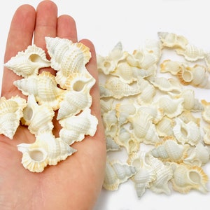 Biplex perca, small white shell, cabinet of curiosities, apollo perca, collectible shell, maple leaf shell, shell