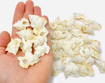 Biplex perca, small white shell, cabinet of curiosities, apollo perca, collectible shell, maple leaf shell, shell