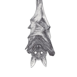 Hanging Bat - Etsy