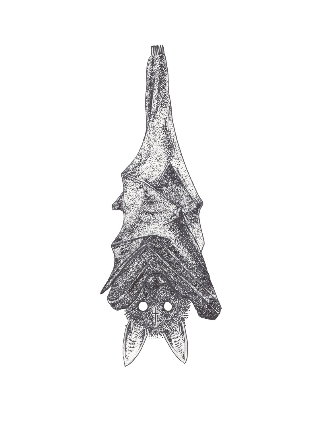 Hanging Bat Art Print - Etsy