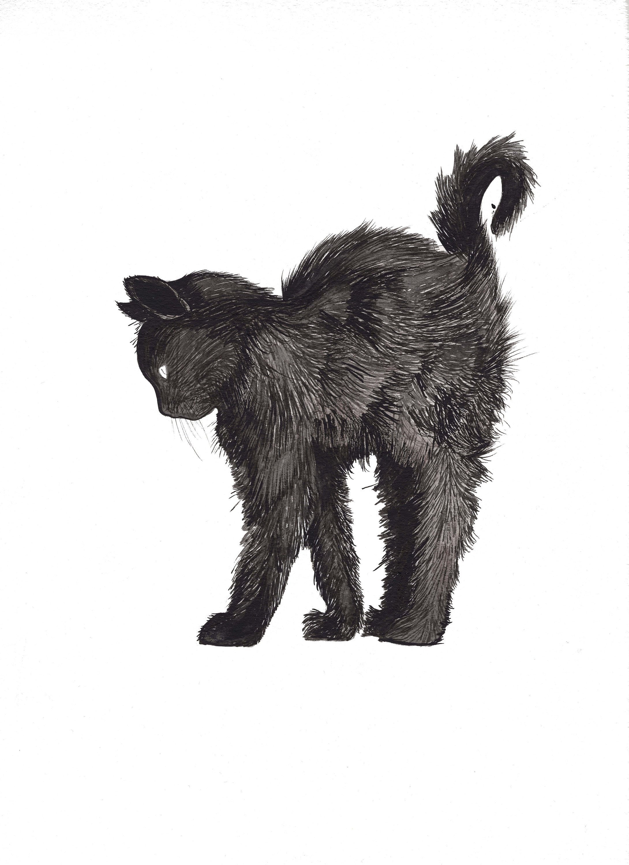 Black Cat