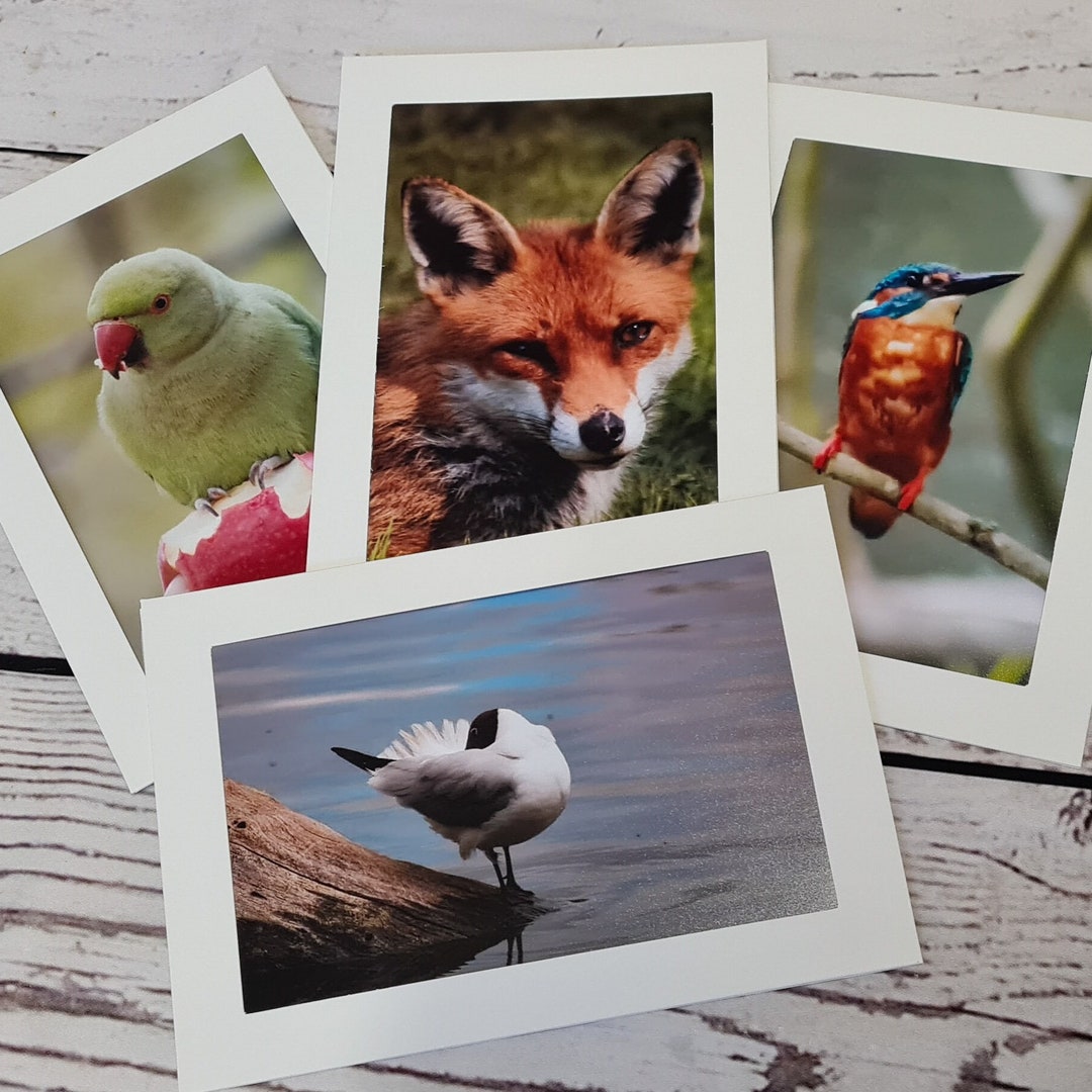 Wildlife Photography Greetings Cards Photography Greetings Etsy