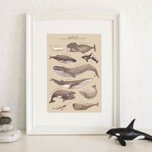 Wal-Arten-Poster, Wal-Arten, Wal-Illustration, Wal-Wand-Kunst, Skizzen-Bleistift, verschiedene Arten von Walen, Meeresdruck, Geschenk zu Hause