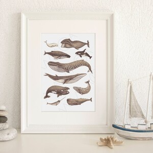 Different Types of Whales,Whale Illustration,Whales Wall Art,Pencil Drawing,Whale Species Poster,New Home Gift,Poster Children&#39;s Room