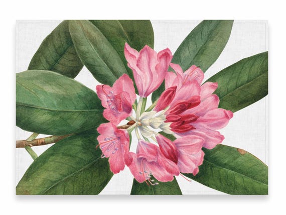 Placemats set, Mountains Rose, Botanical Art Print, Mary Vaux Walcott, 100% linen.