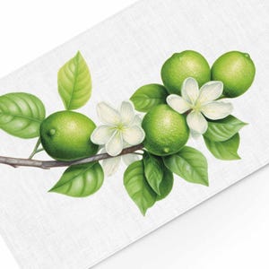 Puede incluir: Ilustración en acuarela de una rama de lima con limas verdes, flores blancas y hojas verdes. La rama es marrón, sobre un fondo blanco. La imagen es un primer plano de la rama.