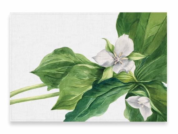 Placemats set, Wake-Robin, Trillium Simile, Mary Vaux Walcott