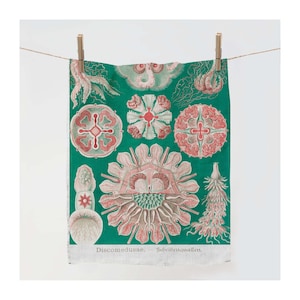 Towel, Discomedusae – Scheibenqualle, Art of Science, Botanic, linen towel, kitchen towel, 100% linen, vintage towel, fabric towel
