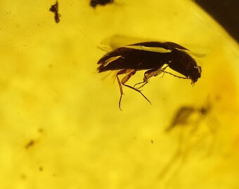 Amber with insects inclusions- beetles 2 +