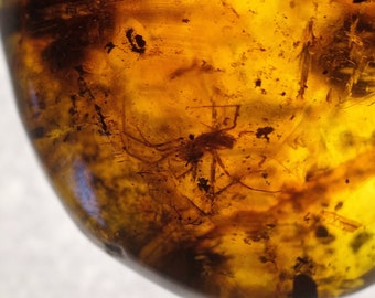 Amber with insects inclusions - spider +
