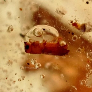 May include: A close-up of a small, brown insect preserved in amber. The insect is surrounded by air bubbles and other debris.