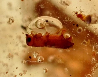 Copal from Madagascar with inclusions of insects and moving bubbles - 27 g pebble - young amber - "Air bubble"