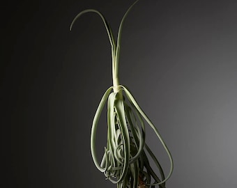 Tillandsia duratii