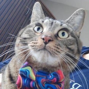 May include: A brown tabby cat with wide eyes and long white whiskers wearing a bow tie featuring a vibrant, multi-colored marbled pattern of blue, red, yellow, and purple swirls. The cat is looking upward with a focused expression.