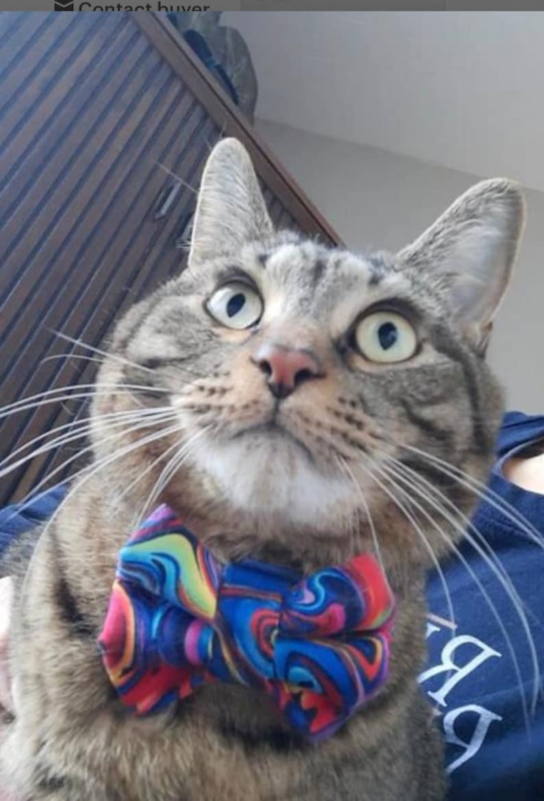 May include: A brown tabby cat with wide eyes and long white whiskers wearing a bow tie featuring a vibrant, multi-colored marbled pattern of blue, red, yellow, and purple swirls. The cat is looking upward with a focused expression.