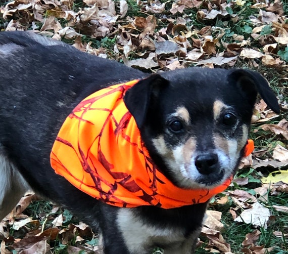 Orange dog sale bow tie