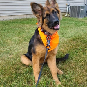 fourth of july dog bow tie