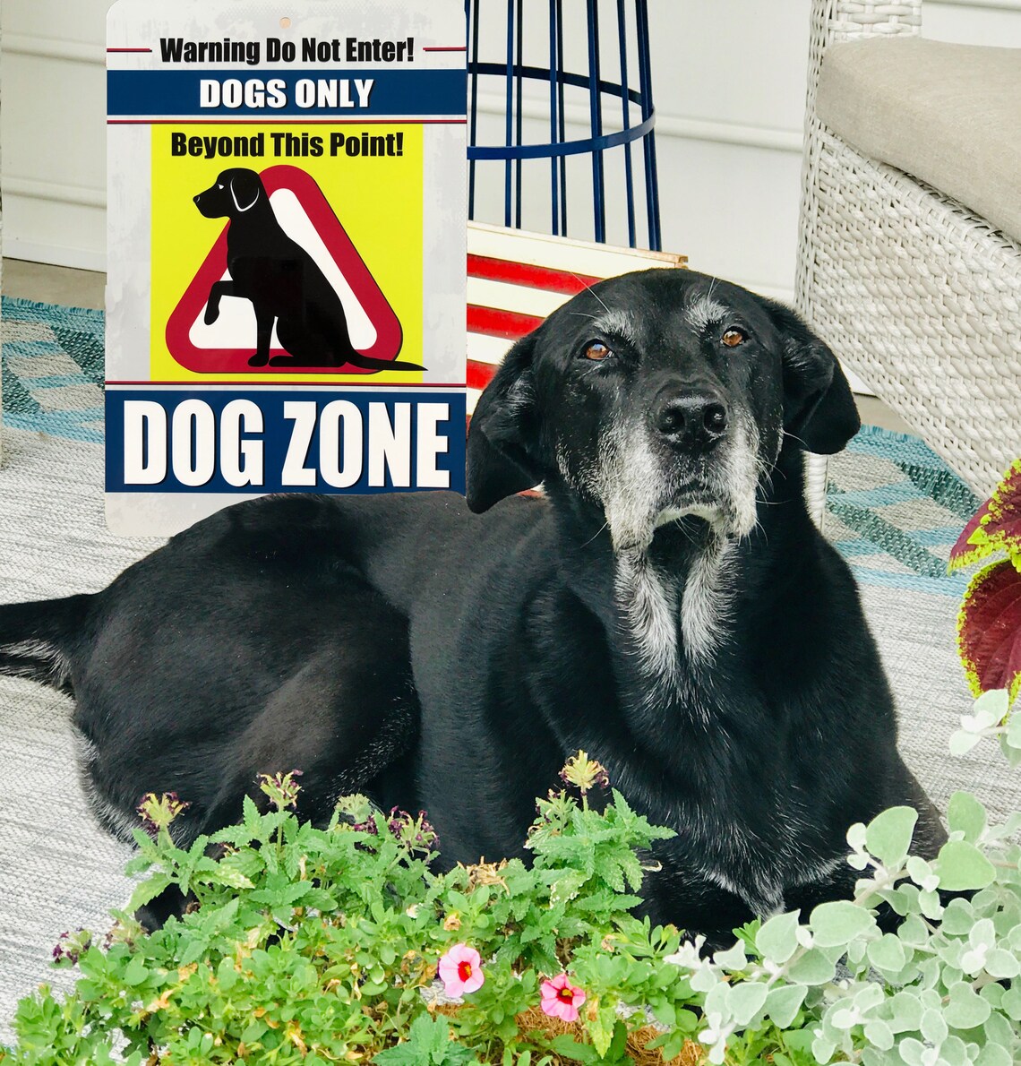 Dog Zone Metal Sign Dog Rules Pet Decor Warning Sign Etsy