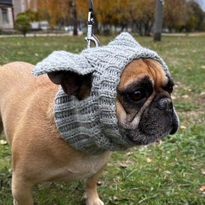 May include: A brown and white French Bulldog wearing a gray knitted hat with ear flaps.