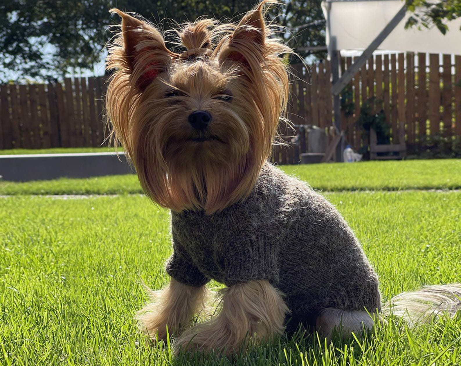 Knitting Pattern DOG SWEATER. Yorkie PDF Sweater Pattern. Knit Etsy