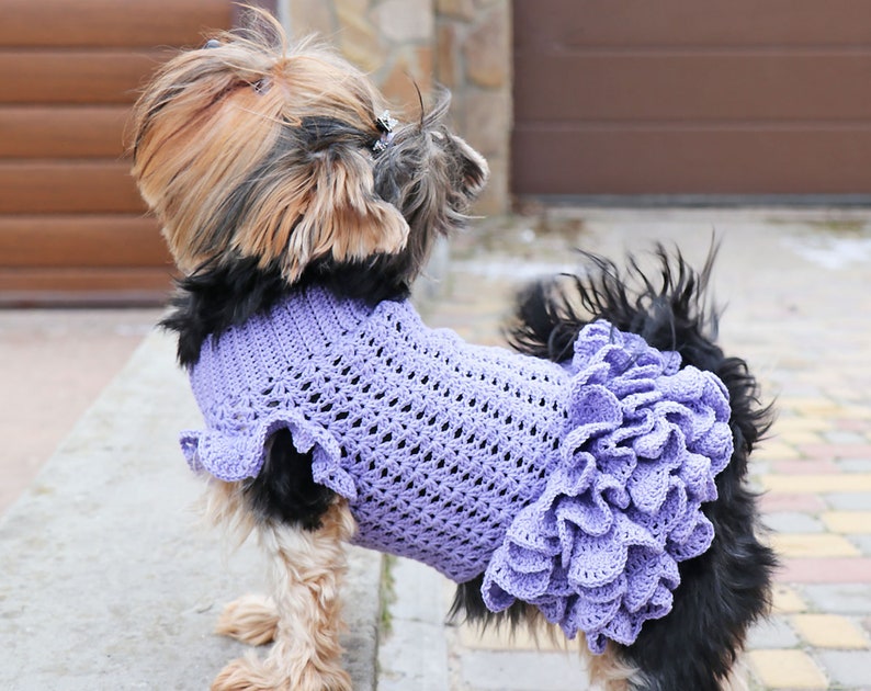 May include: A small dog wearing a purple crocheted dress with ruffles. The dress has a delicate, lacy pattern.