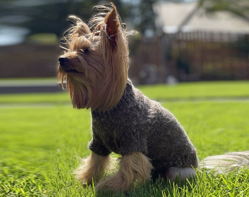 Knitting Pattern DOG SWEATER. Yorkie PDF Sweater Pattern. Knit Etsy