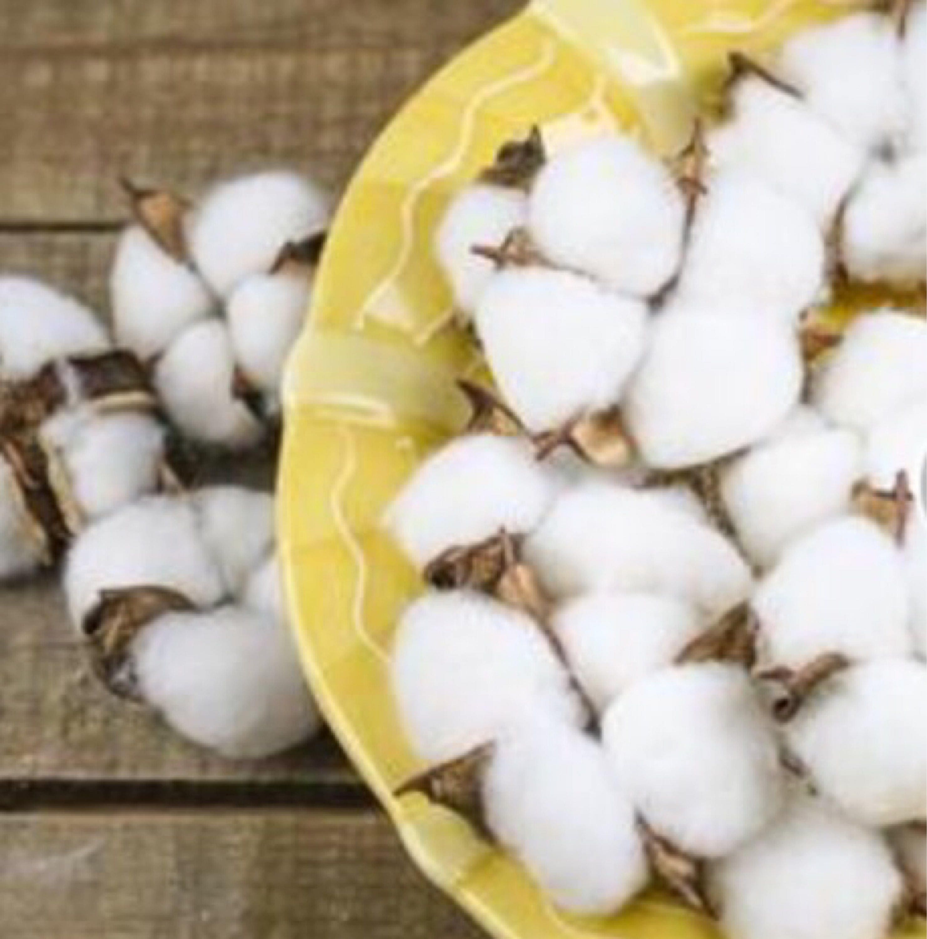 Raw Cotton Bolls Natural Farm Grown Cotton Lot Of 12 1 Etsy