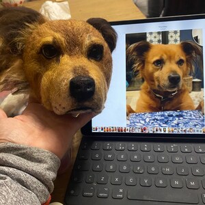 Puede incluir: Primer plano de un perro de peluche marr&oacute;n y beige con orejas ca&iacute;das. El perro est&aacute; siendo sostenido por la mano de una persona. La cabeza del perro est&aacute; inclinada hacia un lado y sus ojos est&aacute;n cerrados. El perro est&aacute; sentado en una mesa con un ordenador port&aacute;til en el fondo.