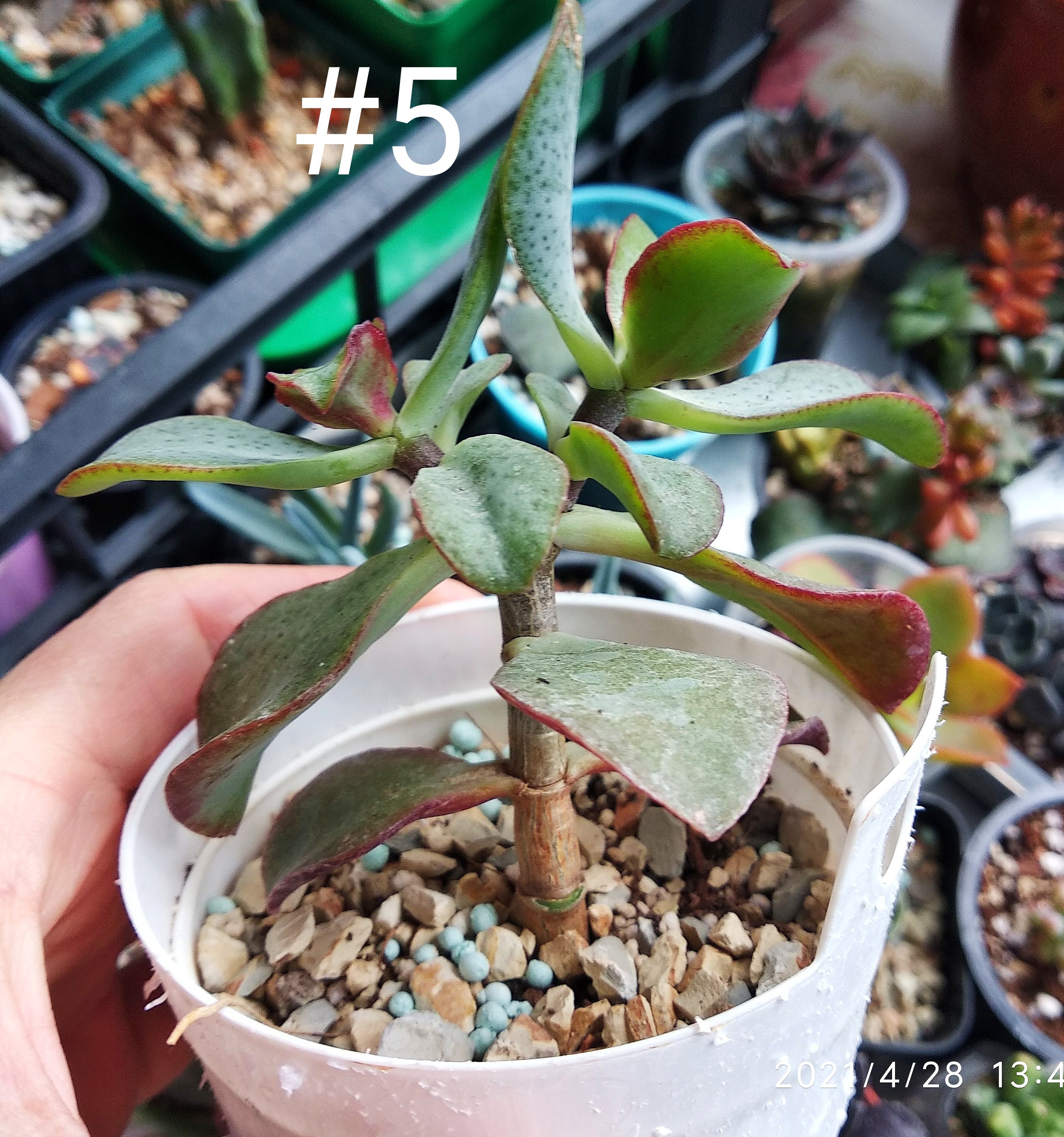 Ripple Jade Plant Crassula ARBORESCENS �UNDULATIFOLIA� Etsy