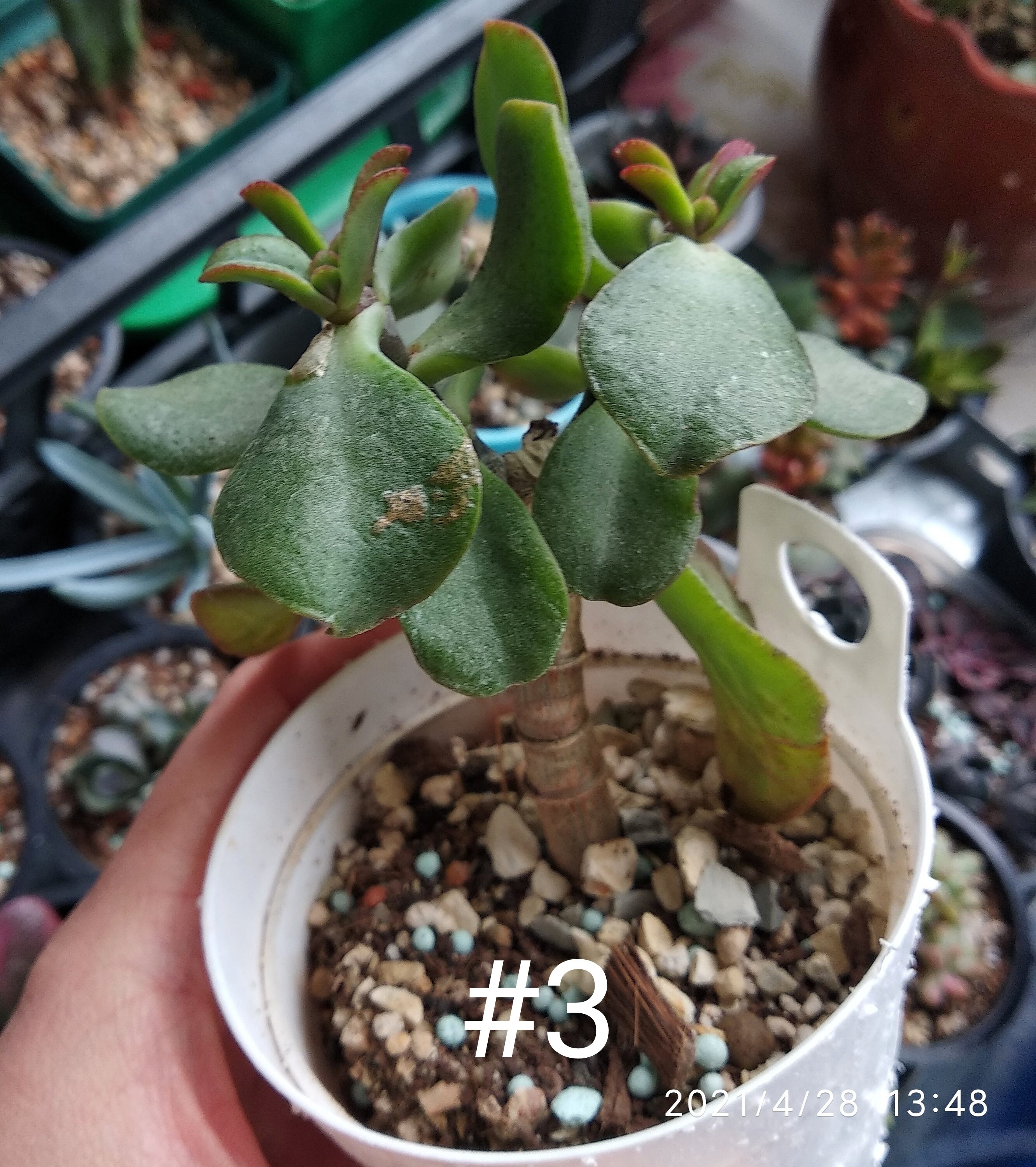 Ripple Jade Plant Crassula ARBORESCENS �UNDULATIFOLIA� Etsy