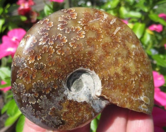 Jigsaw Ammonite Fossil from Toliara,  Madagascar