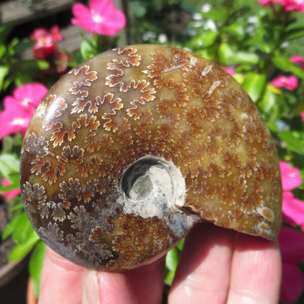 Jigsaw Ammonite Fossil from Toliara,  Madagascar