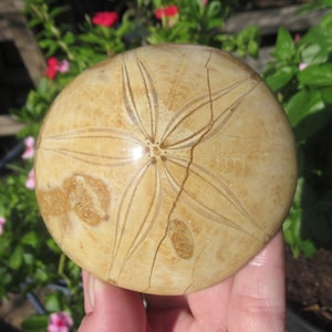 May include: A fossilized sand dollar with a light brown color and a five-pointed star pattern. The sand dollar is slightly cracked and has a glossy finish.