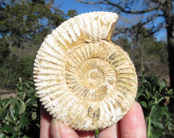 White Spine Ammonite - Very Good Grade Fossil from Madagascar