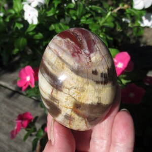 Petrified Wood Grade A Palm Stone, Natural Podocarpus Wood from Madagascar image 2