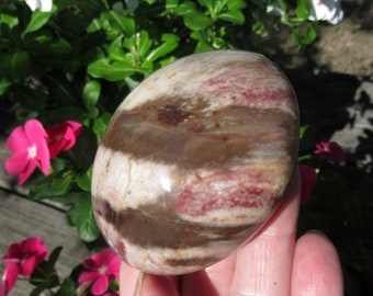 Petrified Wood Grade A Palm Stone, Natural Podocarpus Wood from Madagascar