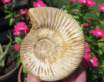 White Spine Ammonite, Grade A Triassic Fossil from Madagascar