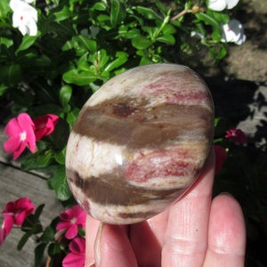 Petrified Wood Grade A Palm Stone, Natural Podocarpus Wood from Madagascar image 1