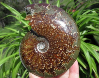 Grade A Ammonite Fossil, Full Mouth Large Jigsaw Ammonite Fossil from Toliara,  Madagascar