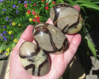 Septarian Palm Stone, Aragonite and Calcite, Choose One Palm Stone