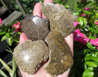 Fossilized Coral, Choose One Polished Fossil Coral