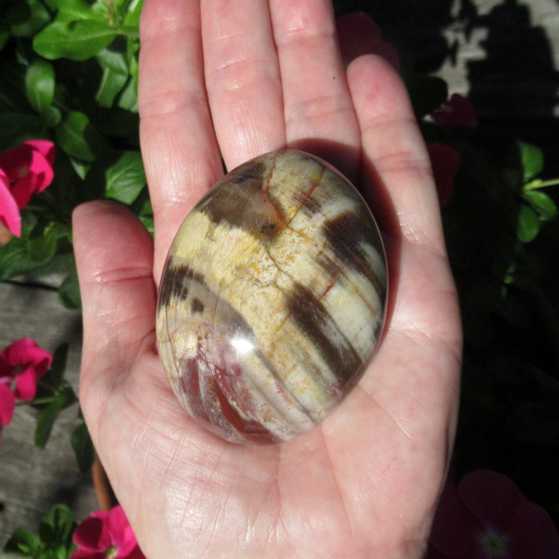 Petrified Wood Grade A Palm Stone, Natural Podocarpus Wood from Madagascar image 6